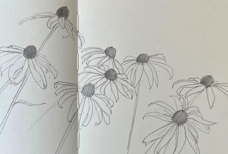 black eyed susans sketchbook entry