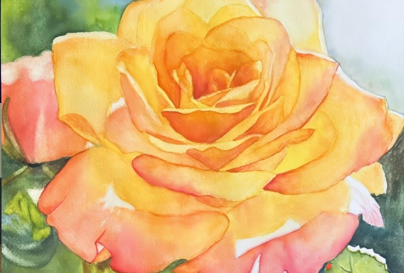 Beautiful Yellow Rose in watercolor