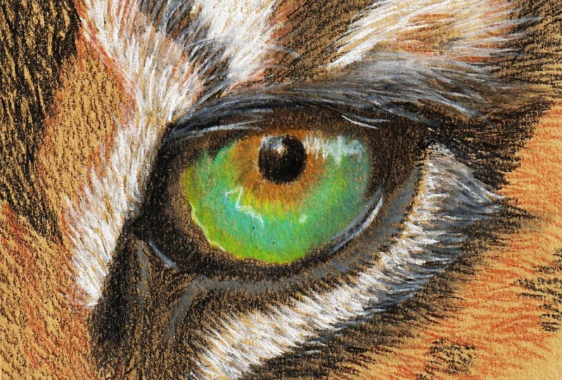 tiger eye
