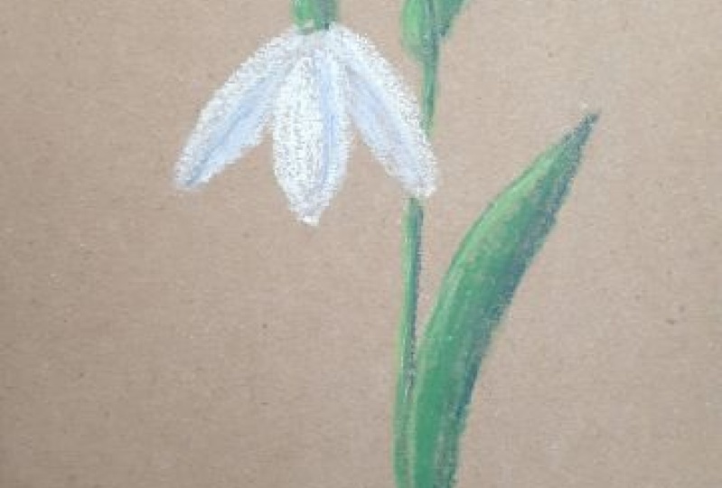 CP Snow Drops