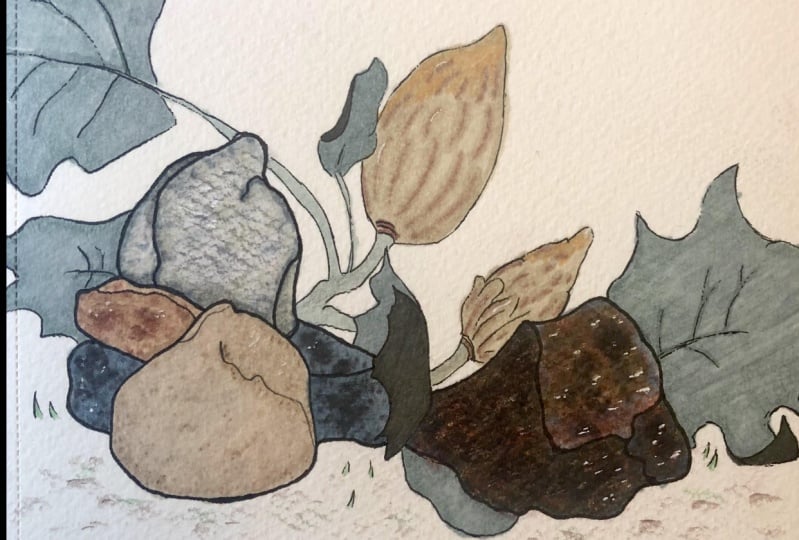 Rocks