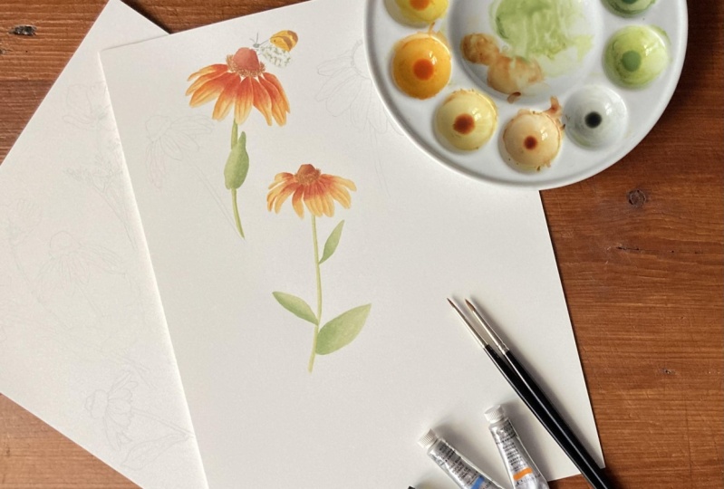 Rudbeckia
