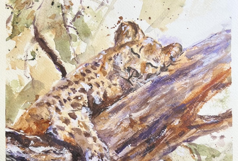 Sleeping Jaguar & Royal King Roary
