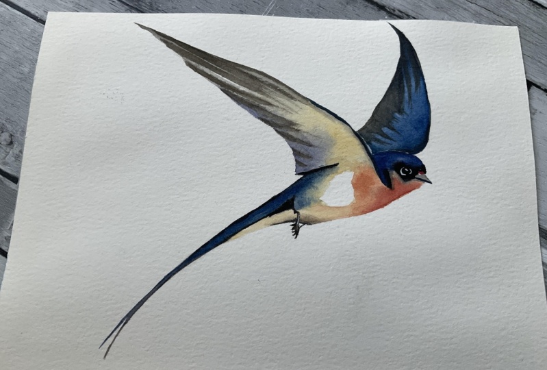 Watercolour Swallow