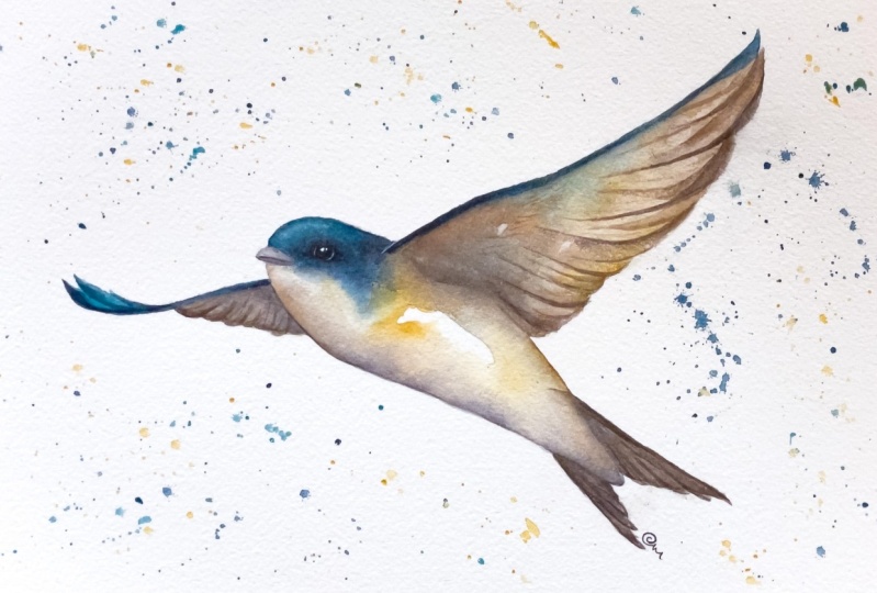 A little House Martin