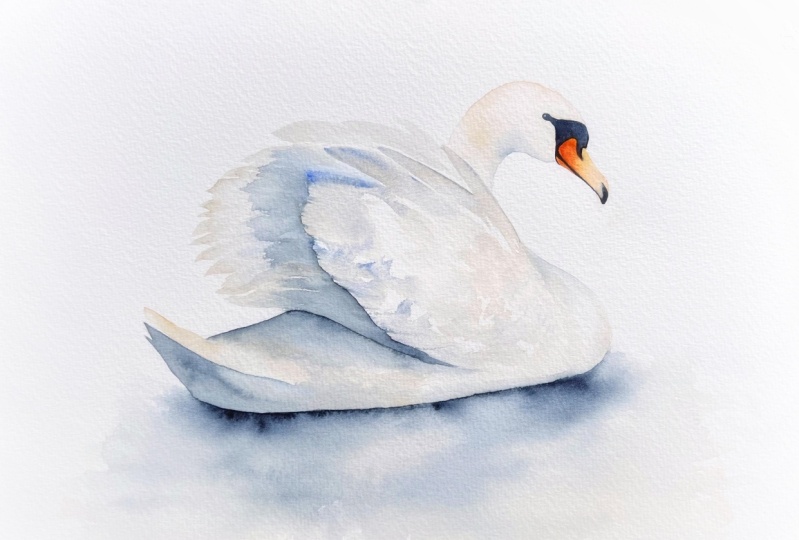 Swan