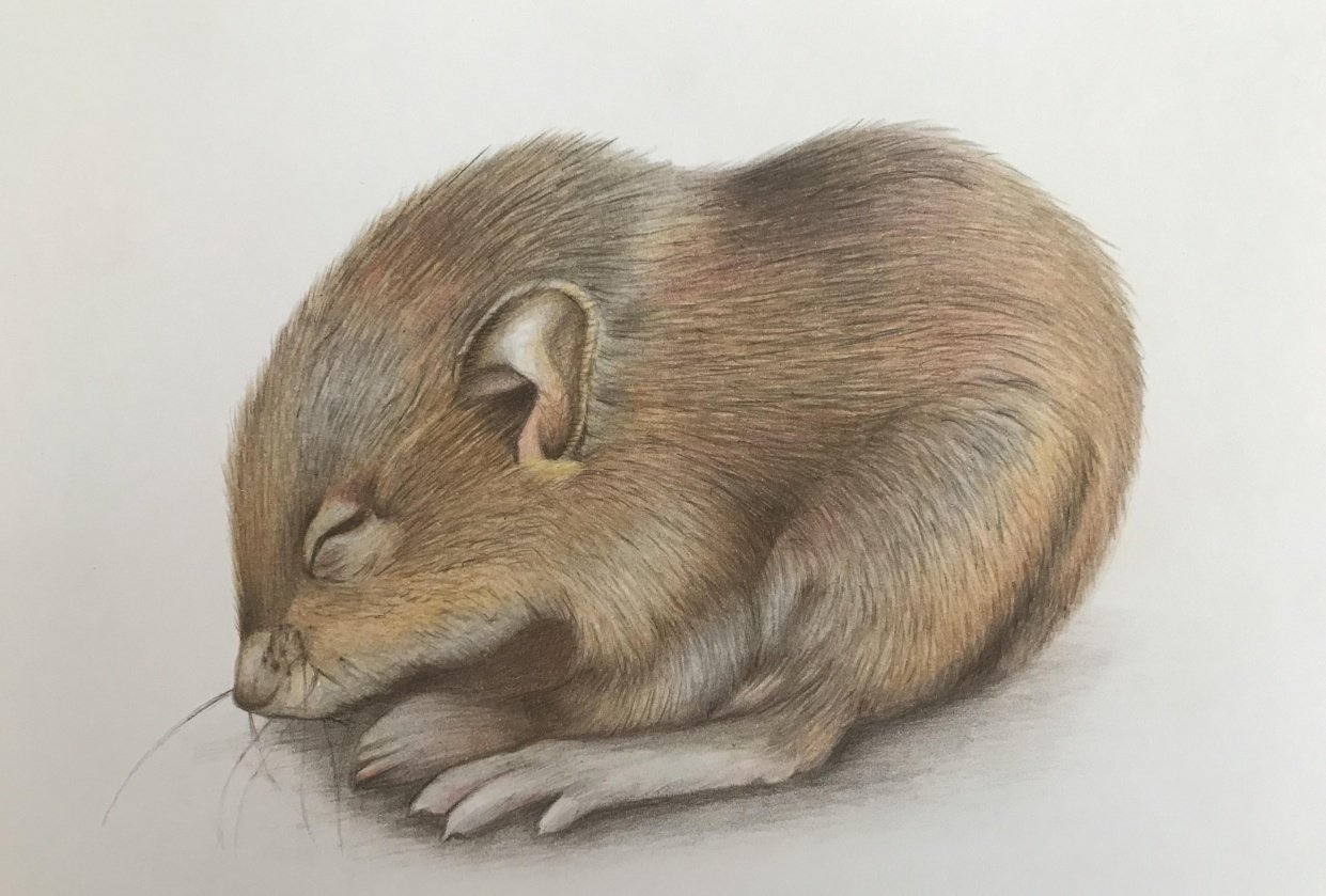 Ratón - student project