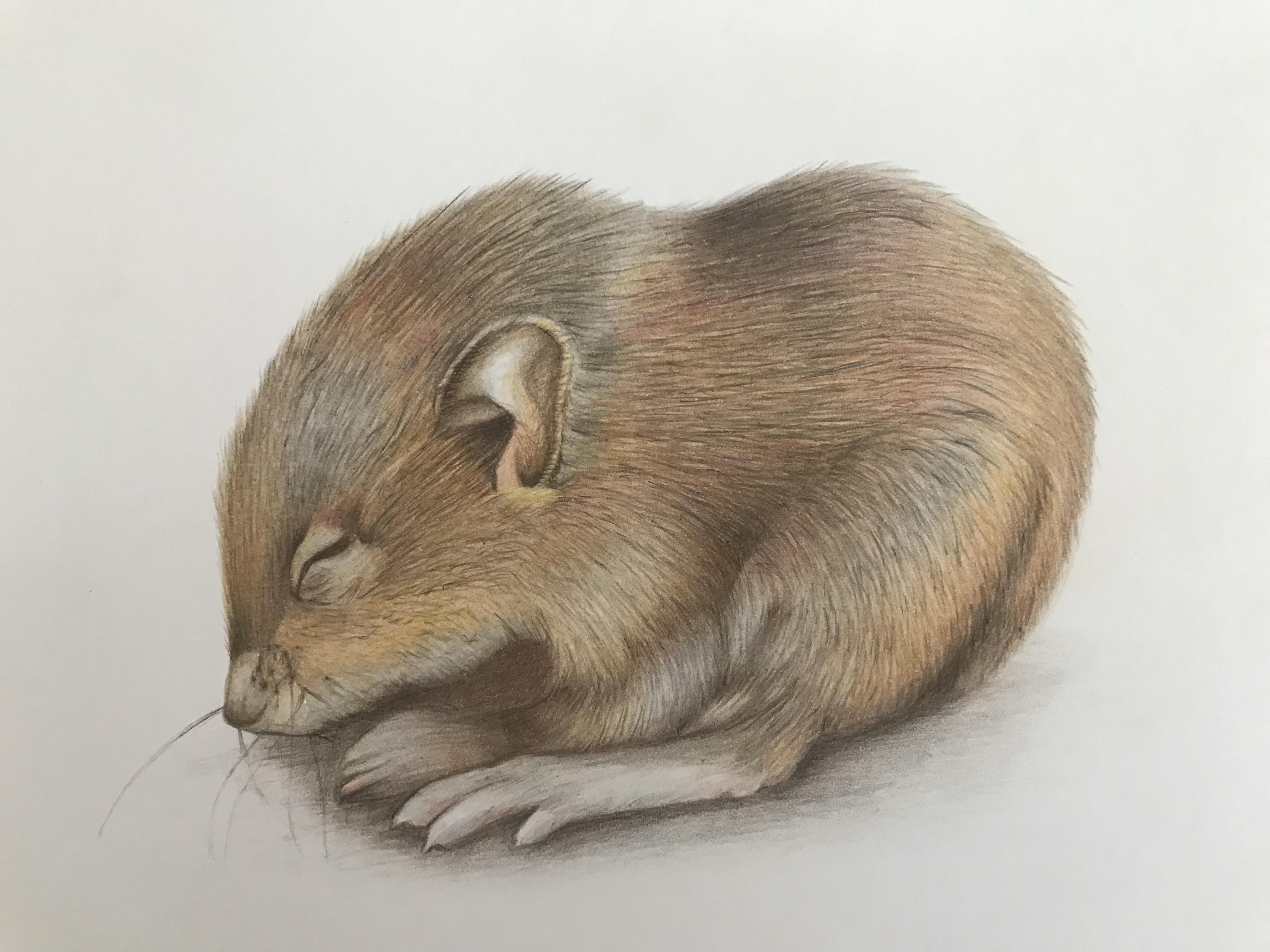 Ratón - student project