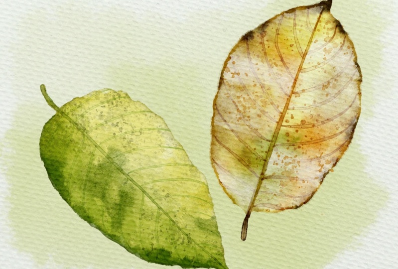 Procreate Leaves