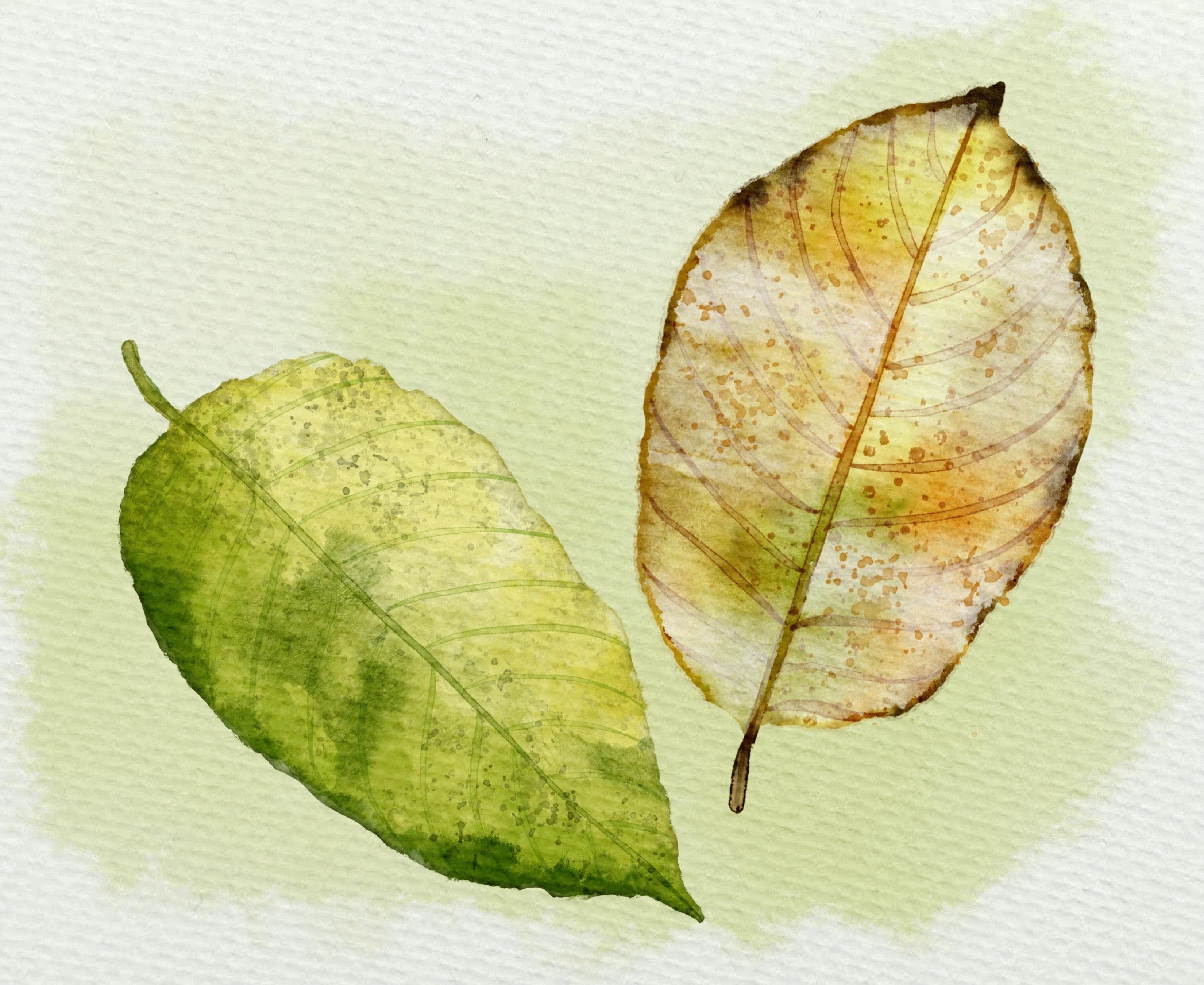 Procreate Leaves - student project