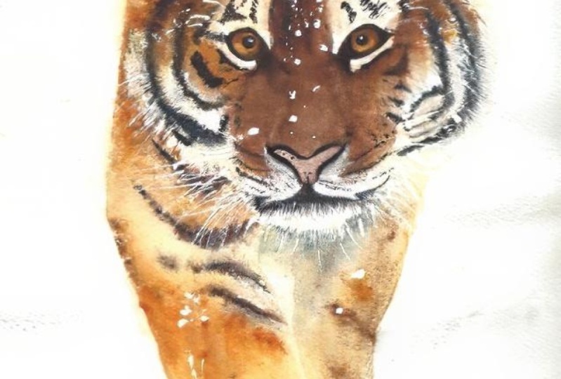 Mr Tiger
