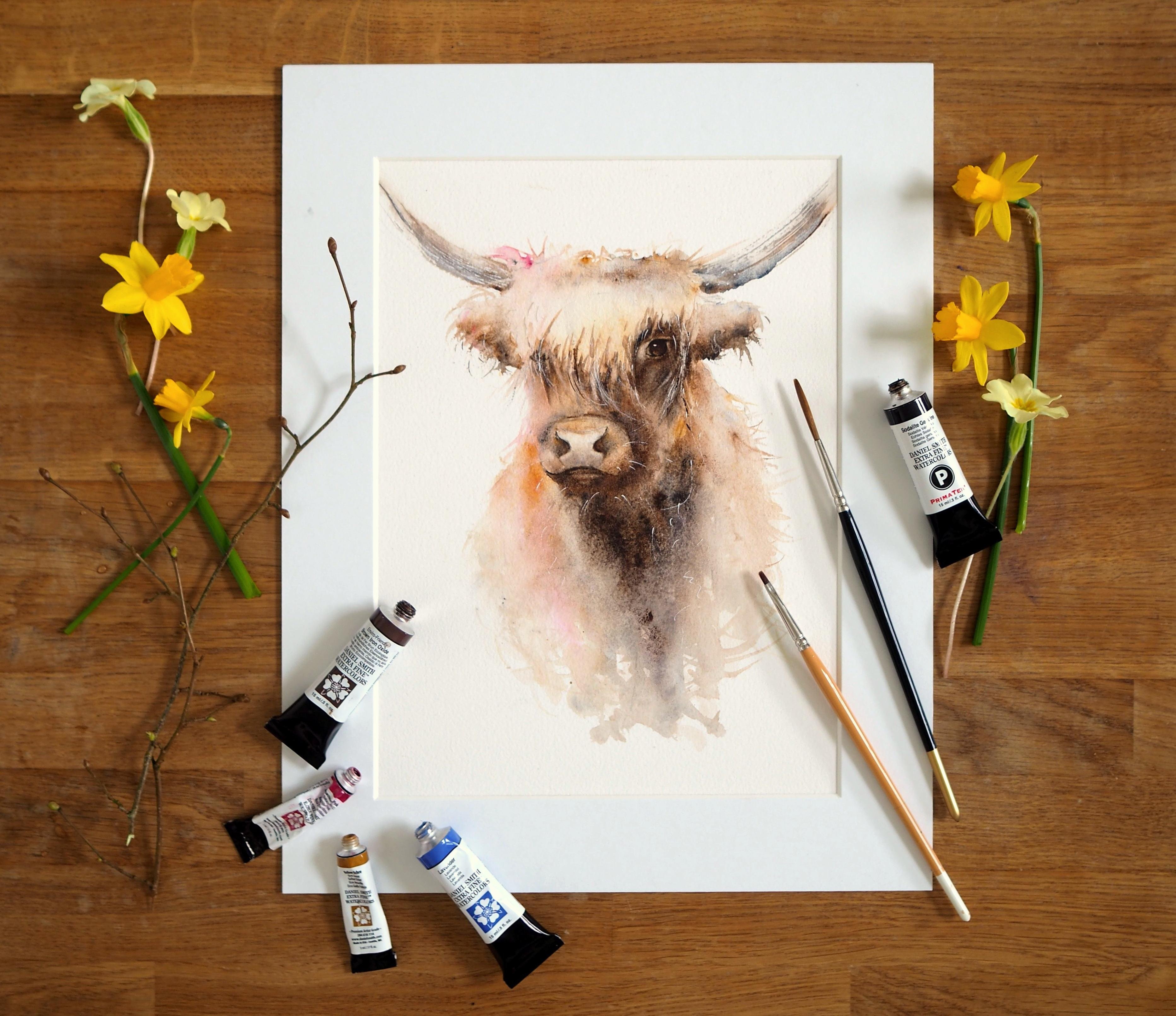 Highland Cow