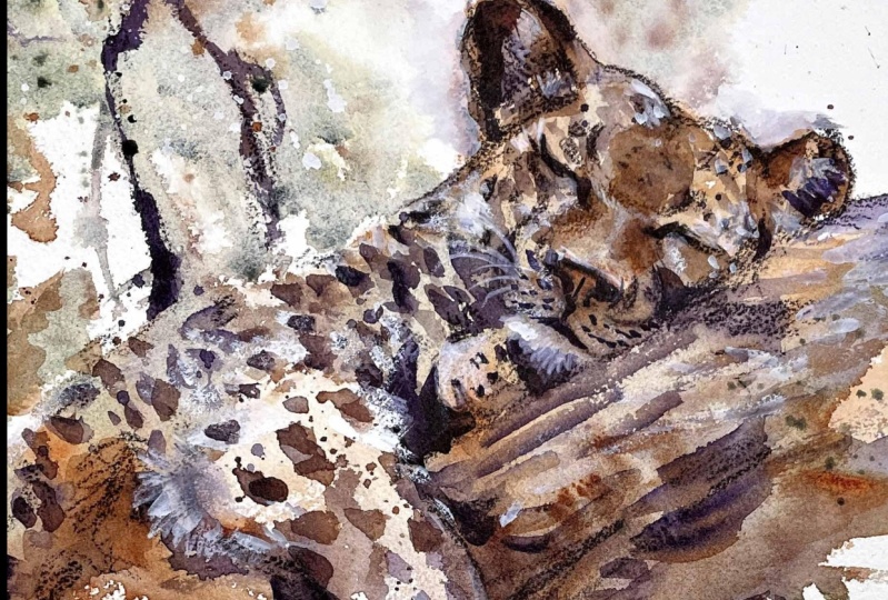 Sleeping jaguar