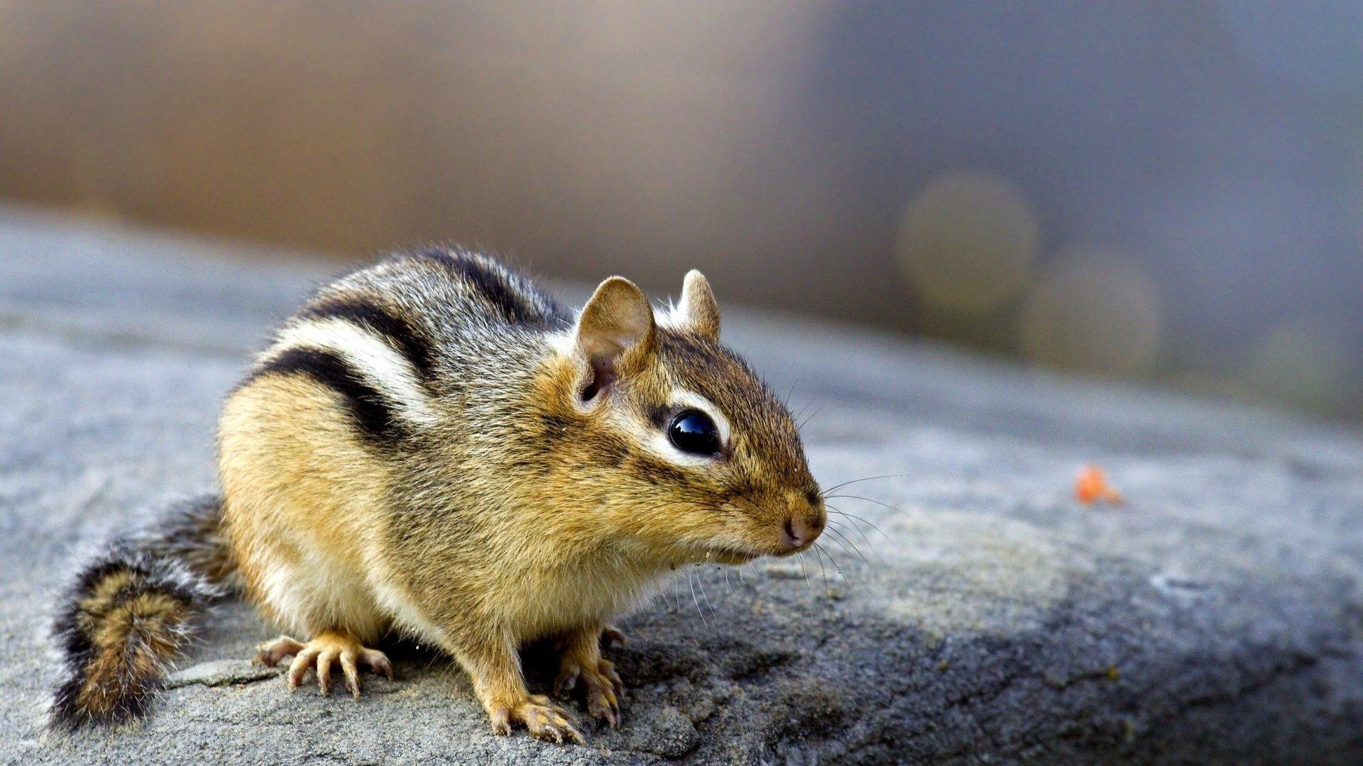 Academic, Web, and Print exercises