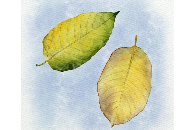 Procreate watercolor leaves