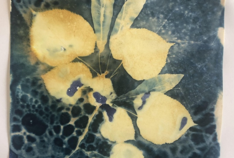 Wet cyanotype