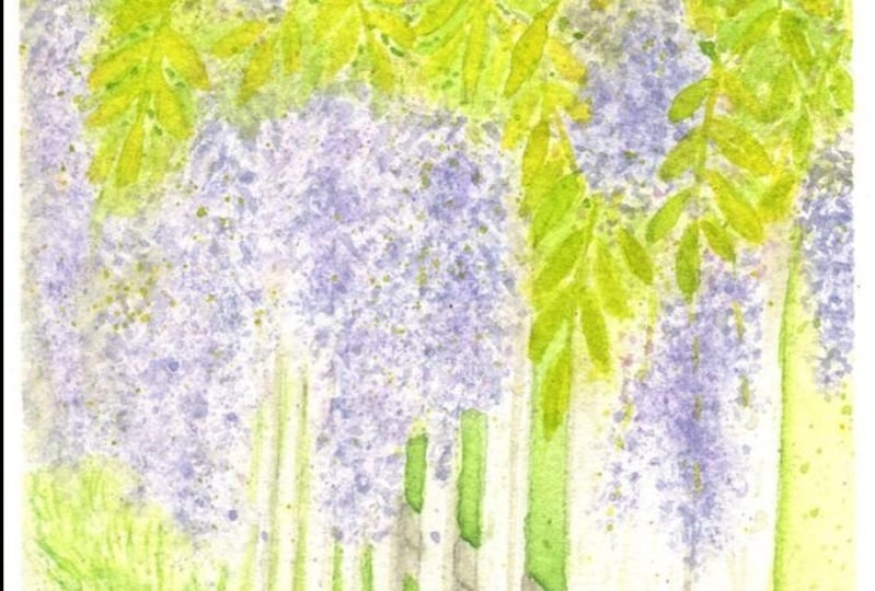 Wisteria by the Fence