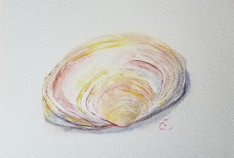 Clam shell