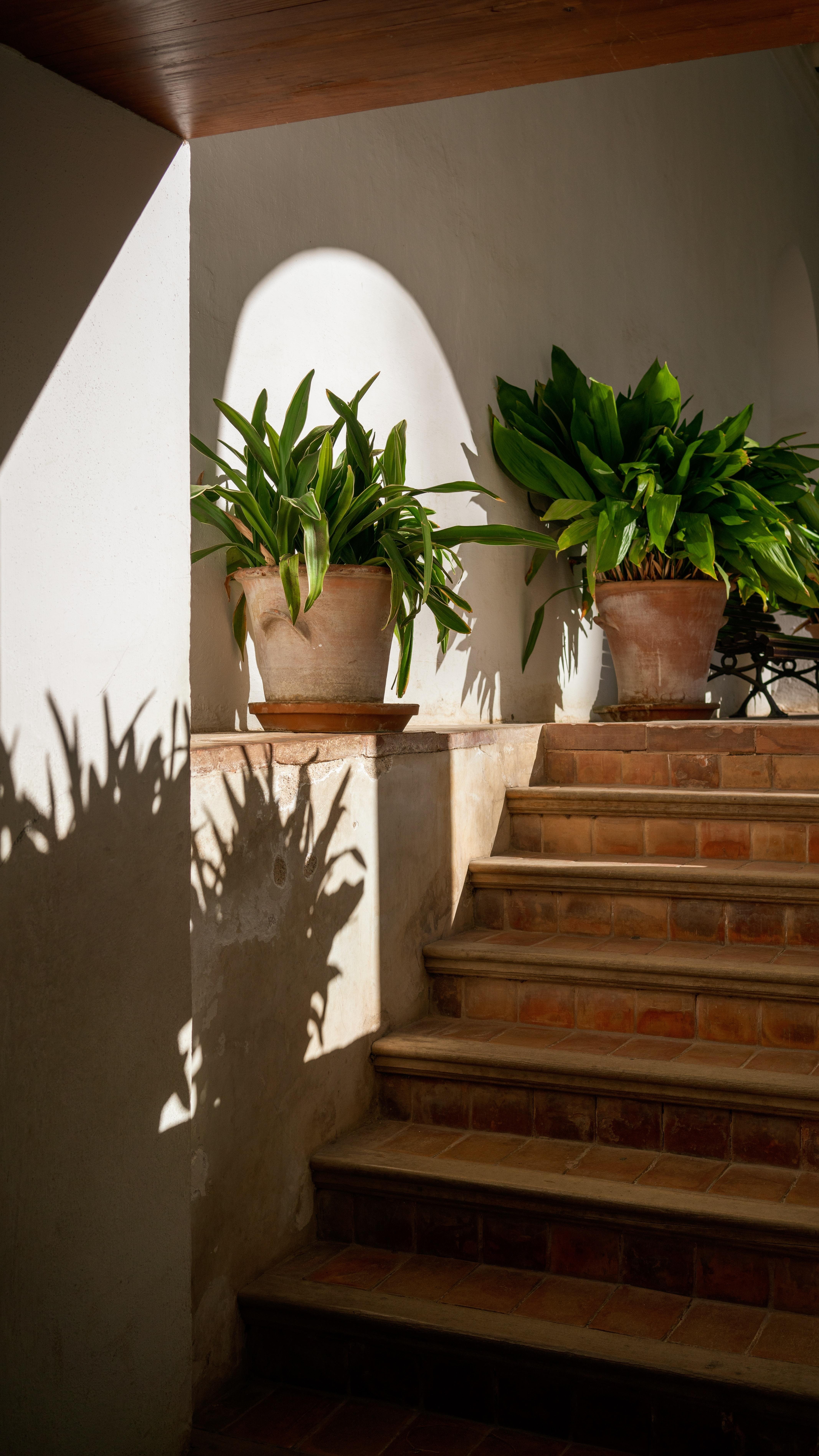 Sunlight and Pot Inspiration
