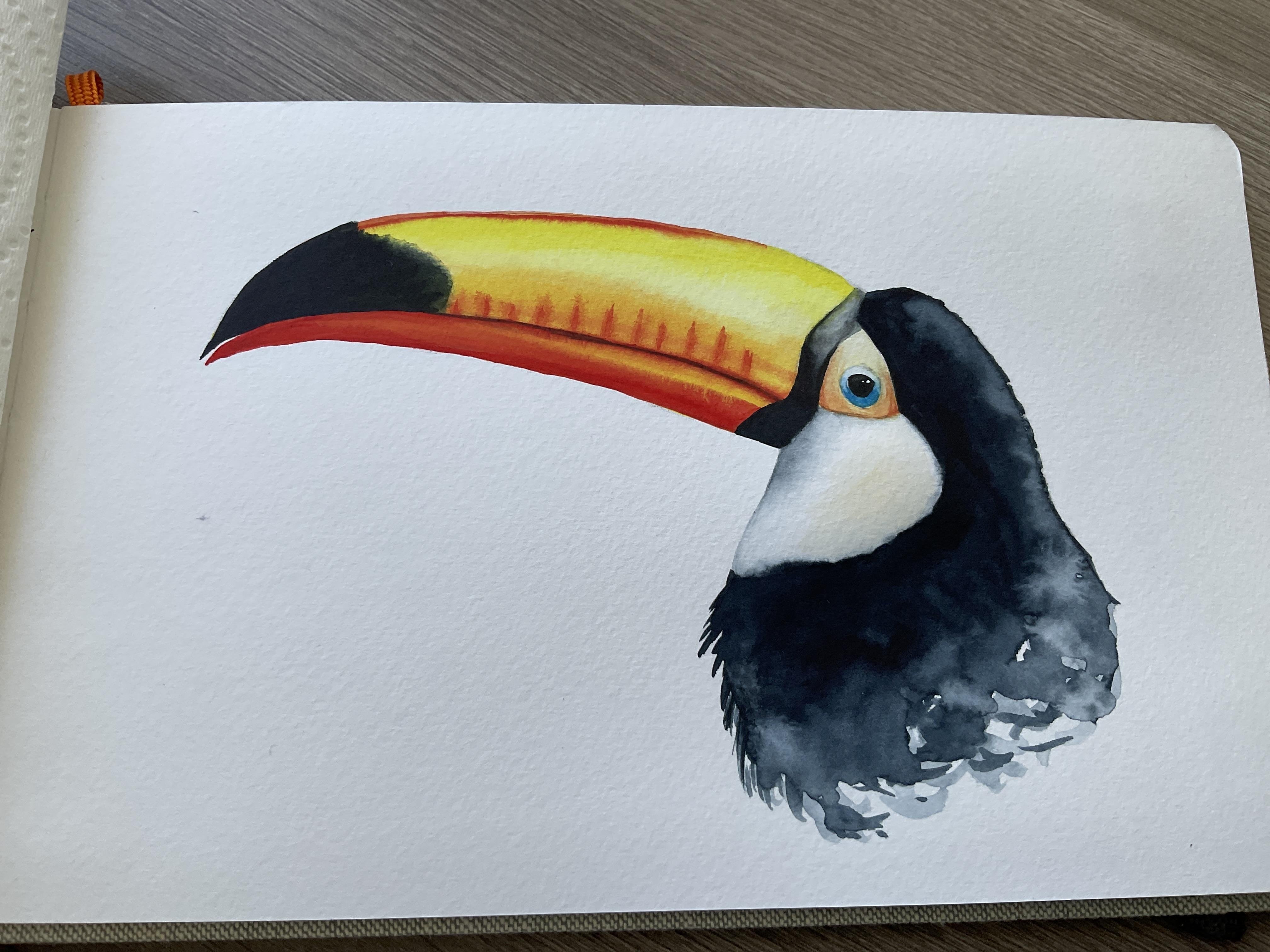 Toucan water colour - student project