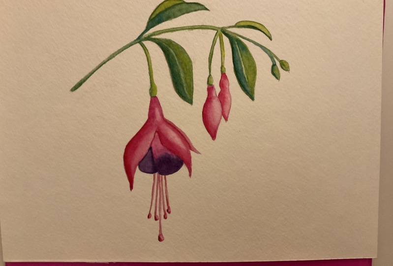 Watercolor fuschias