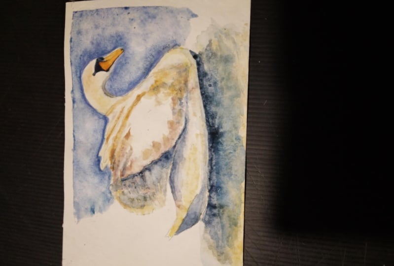 My swan