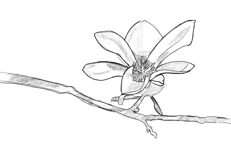 Flower drawing