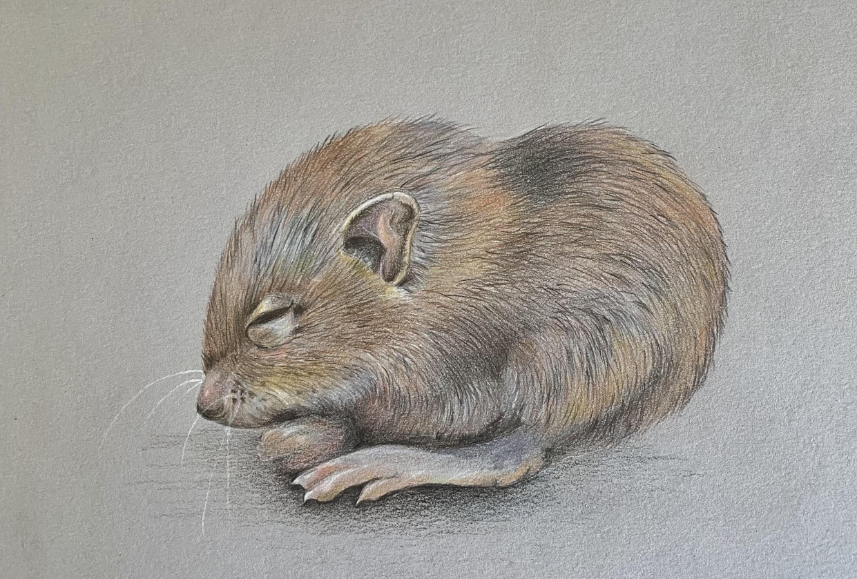 Mouse - student project
