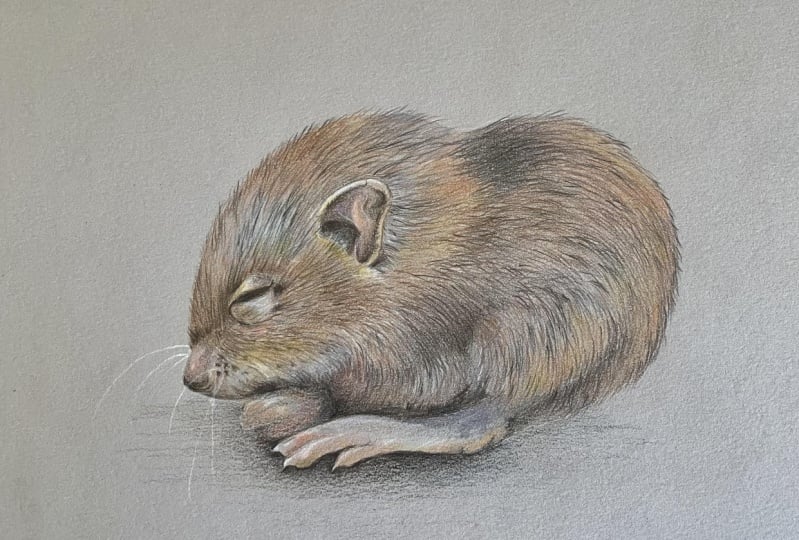 Mouse