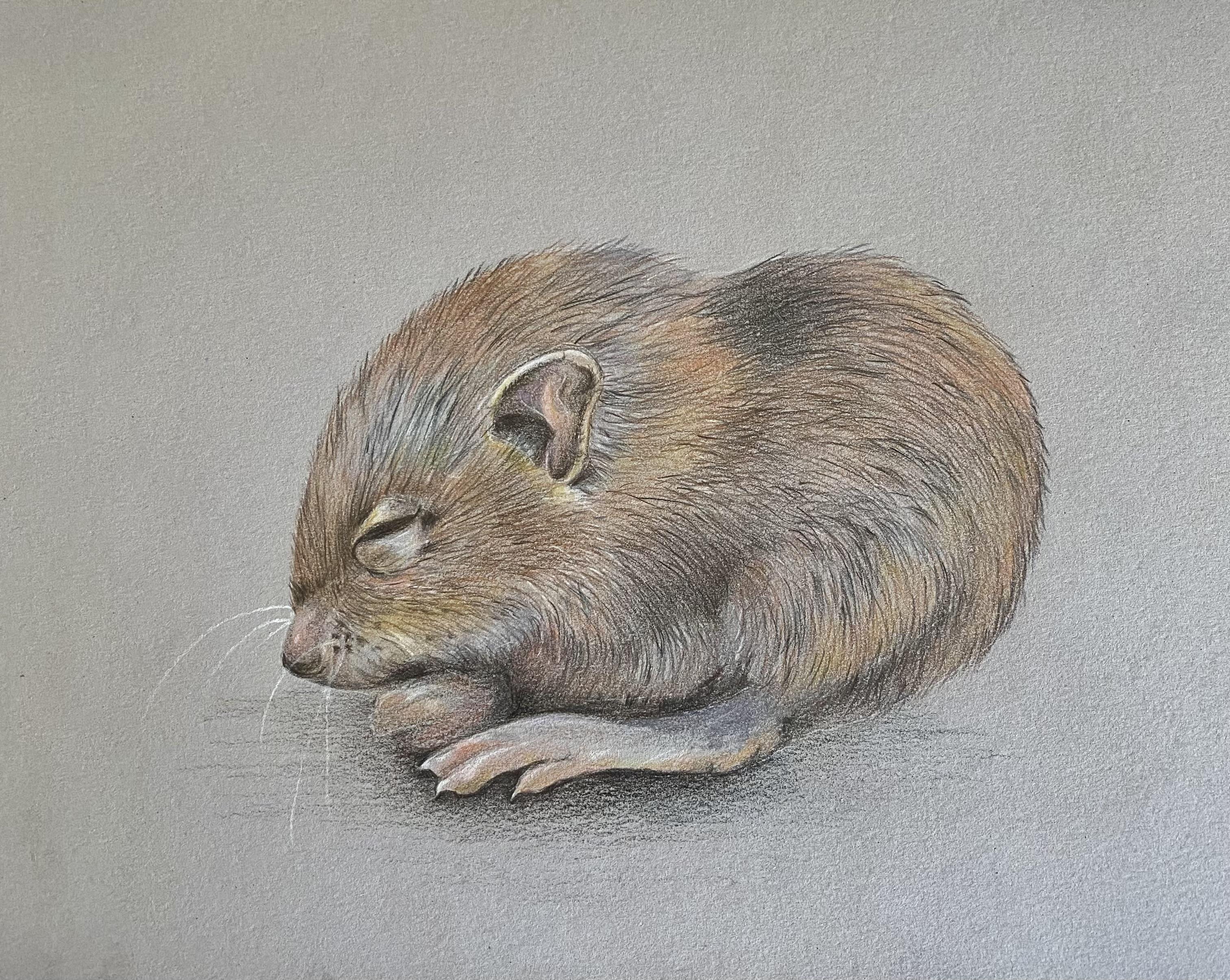 Mouse - student project