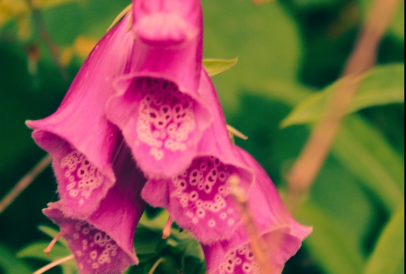 Wild Flower in the wild.