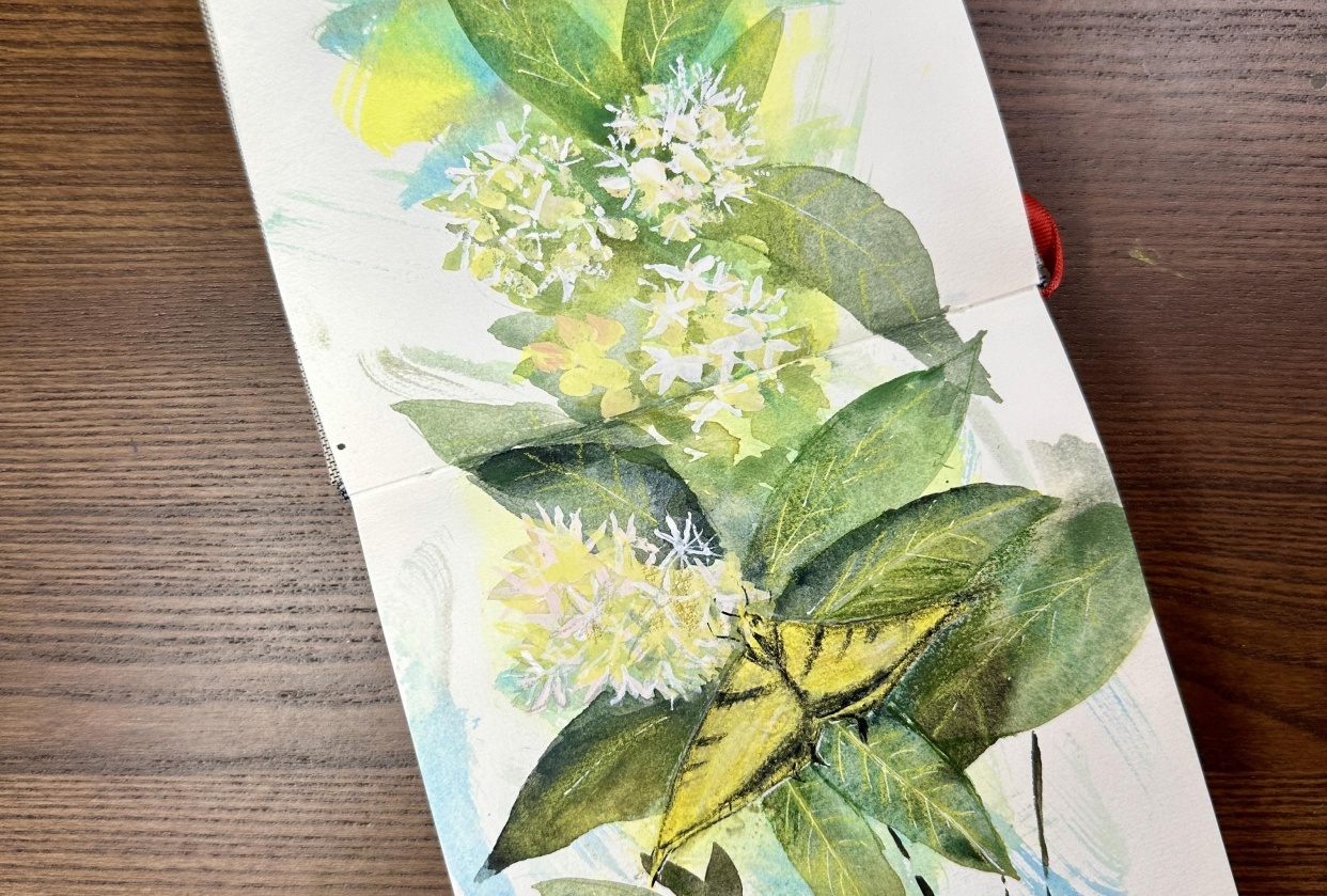 Butterfly and milkweed - student project