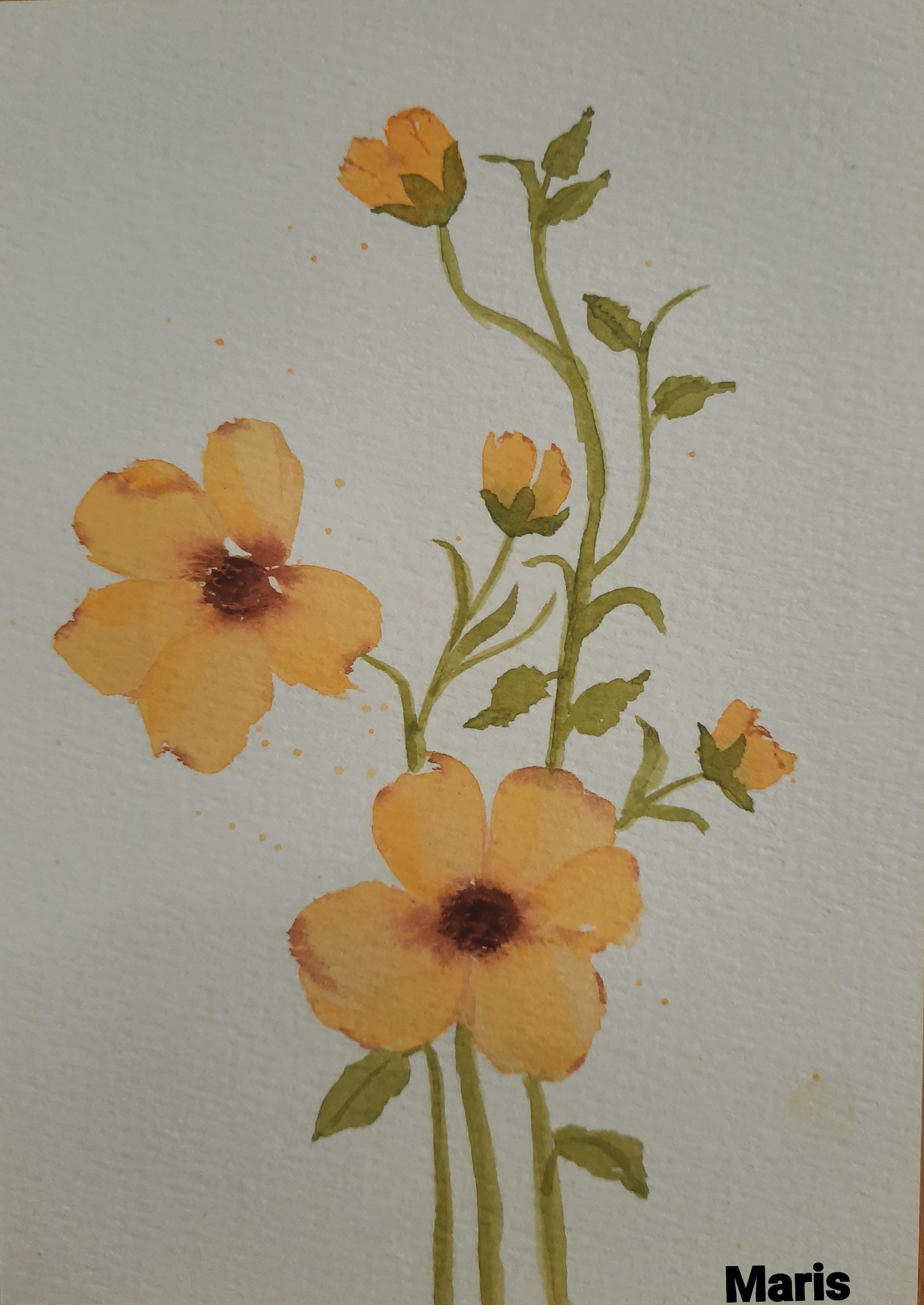 Yellow ranunculus - student project