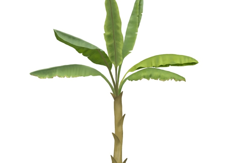 Banana palm & new recolor skills