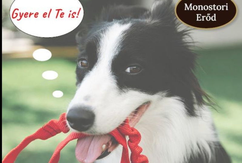 Dog Show poster