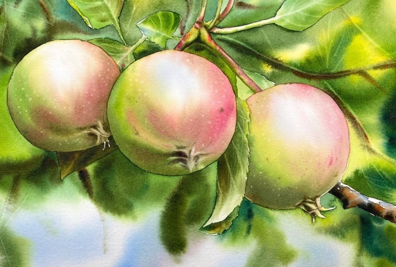 Apples in watercolor by Maria Raczynska