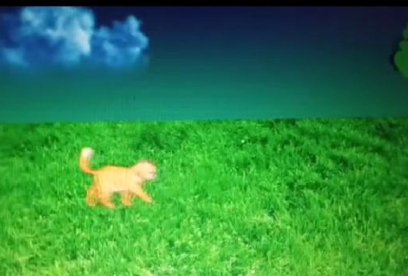 Animation using canva