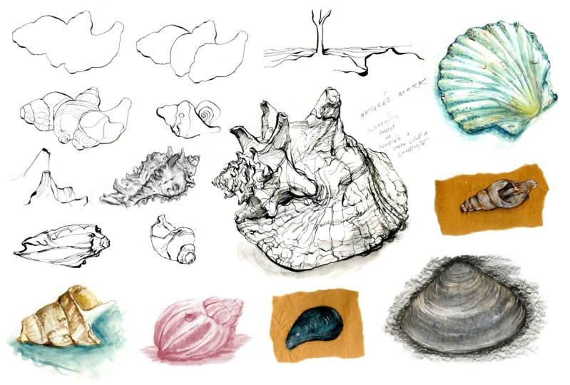 Descriptive Drawing of Seashells