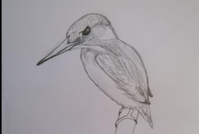 kingfisher bird