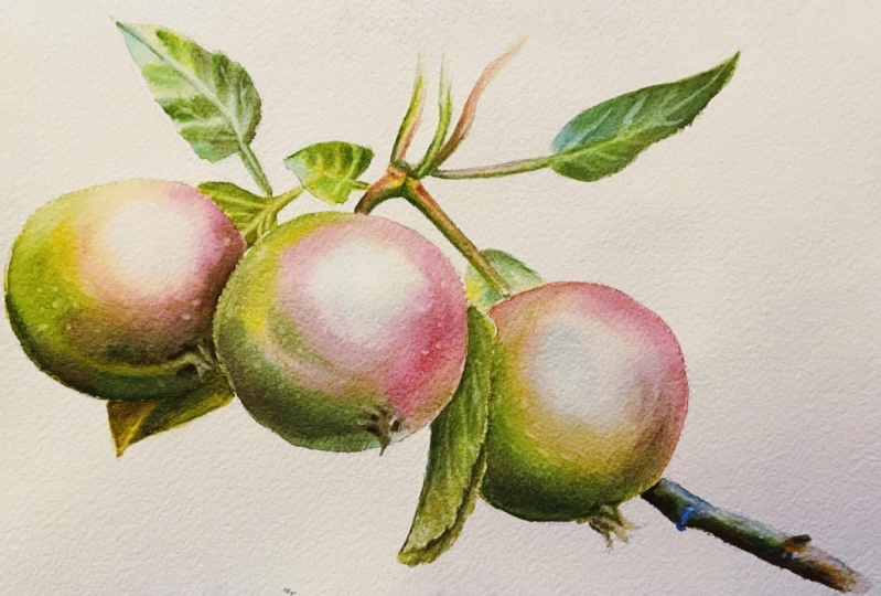 Watercolor apples