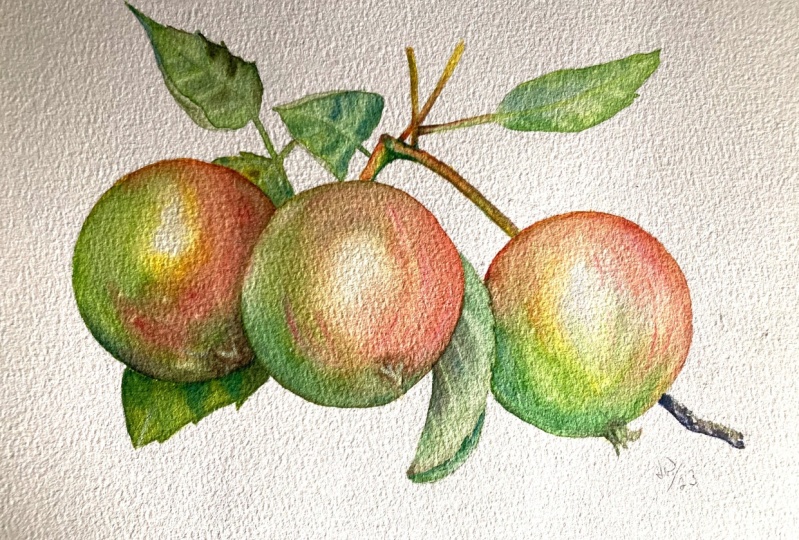 Maria’s Apples - completed
