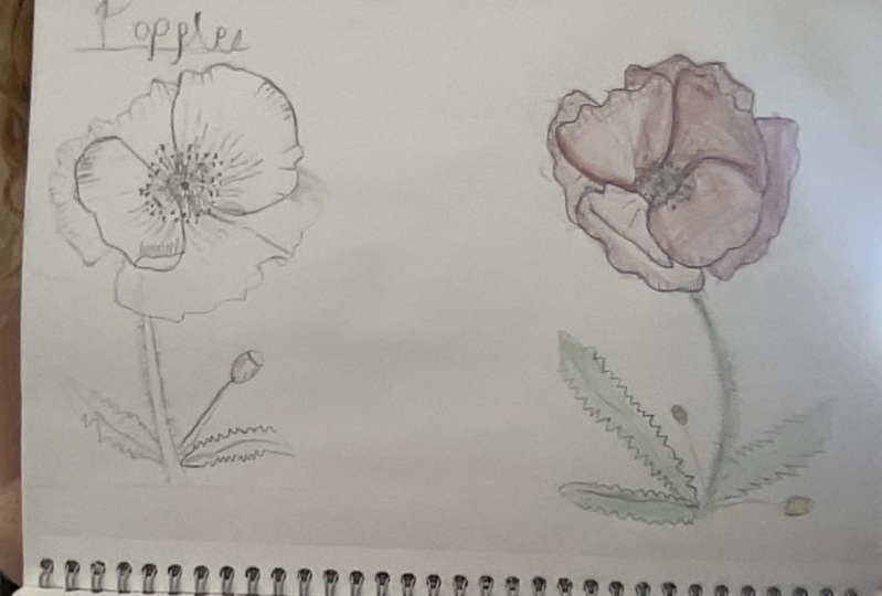poppies