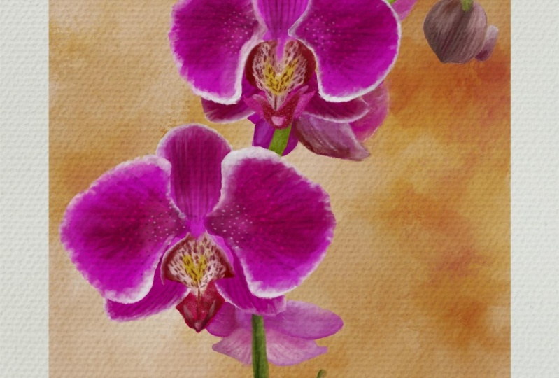 Orchid digital oil painting