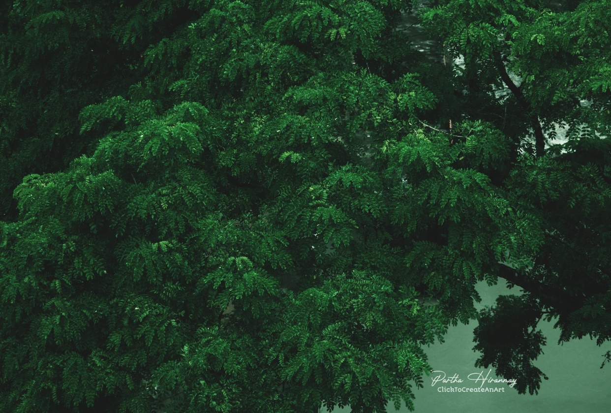 green moody - student project