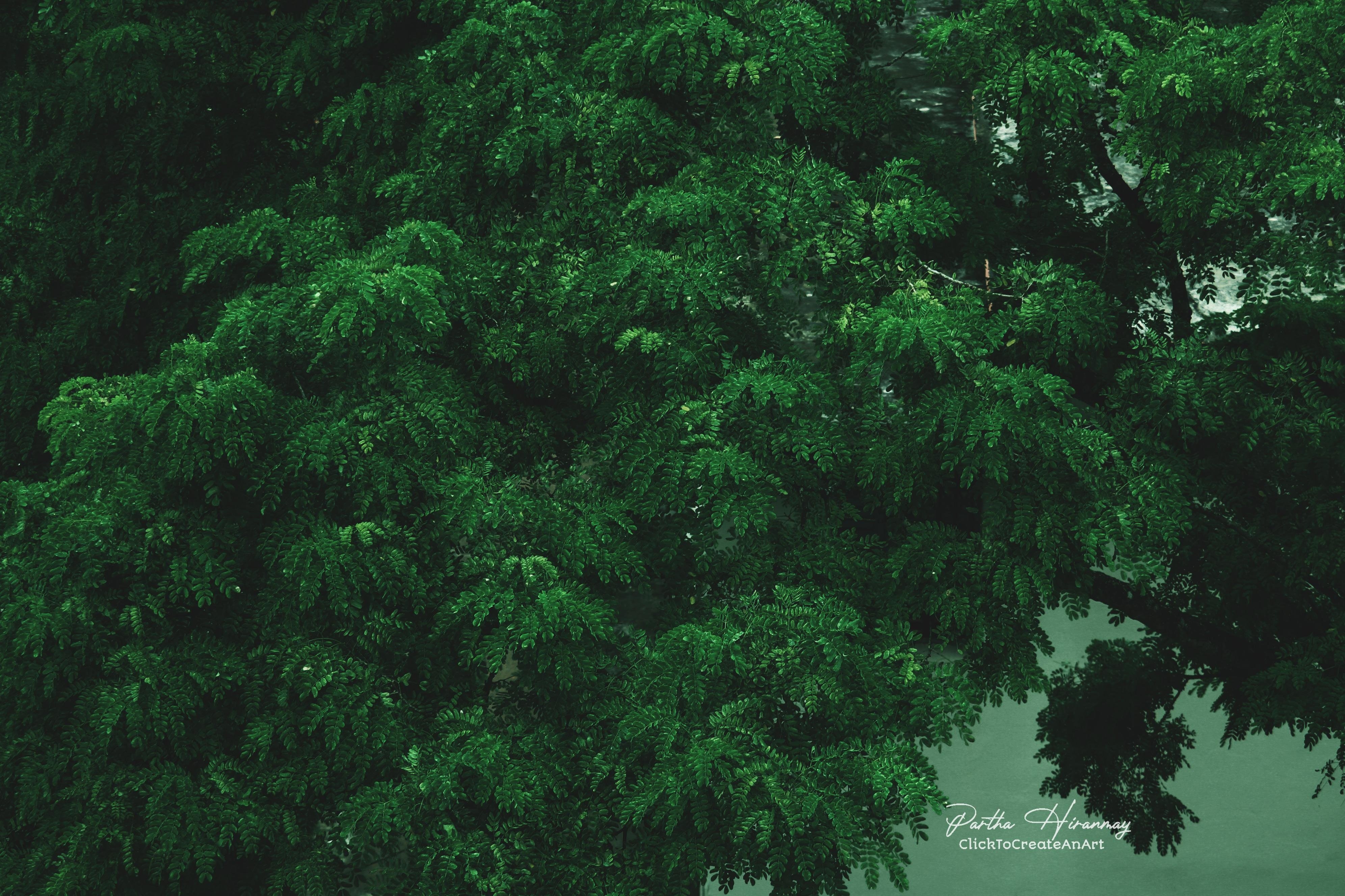 green moody - student project