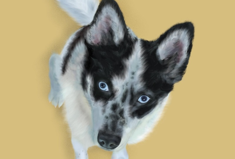 Rocky Dog Portrait
