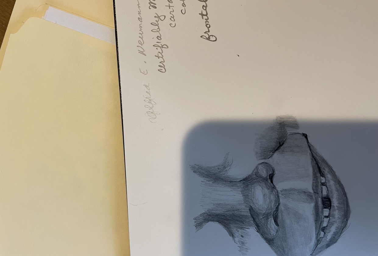 Noses - student project