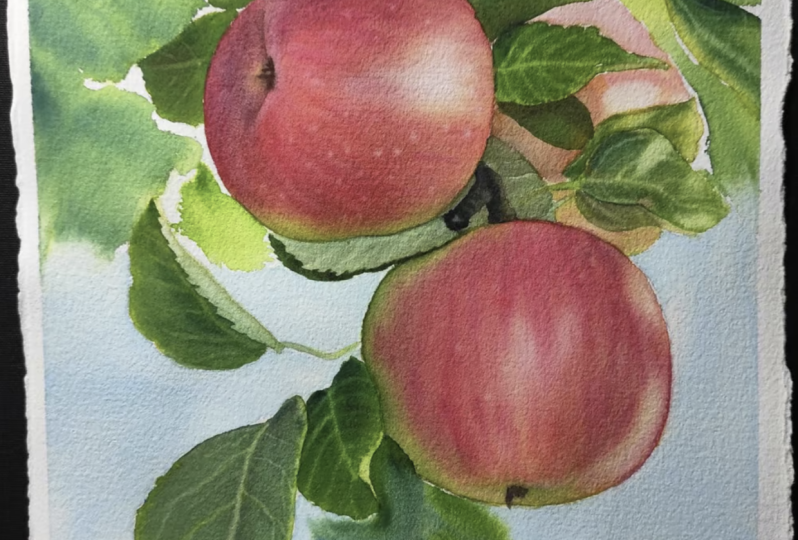 Apples on a Tree