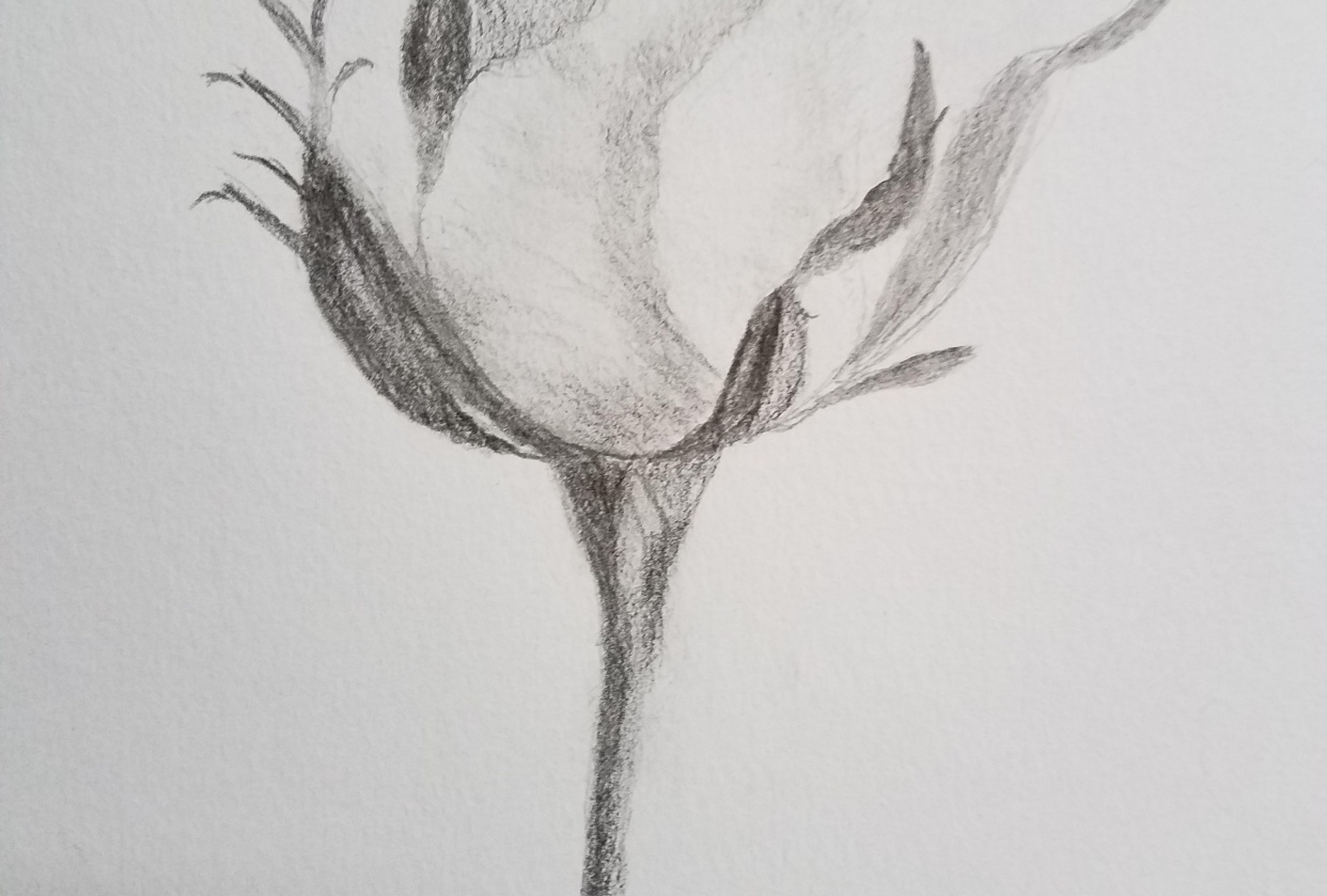 Rose sketch - student project