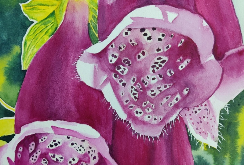 Foxglove  Chris sir pls see and advise how do I fare